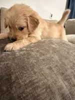Daisy (white) , a female English Cream Golden Retriever for sale in Banning, CA – 1 of 5