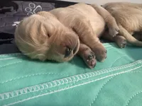 Red, a male English Cream Golden Retriever for sale in Banning, CA – 3 of 3