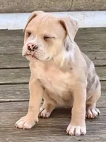 ABAB Sandy, a female American Bully for sale in Corning, AR – 6 of 9