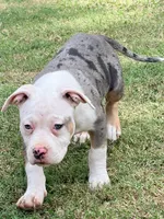 ABAB Pacassa, a female American Bully for sale in Corning, AR – 8 of 10