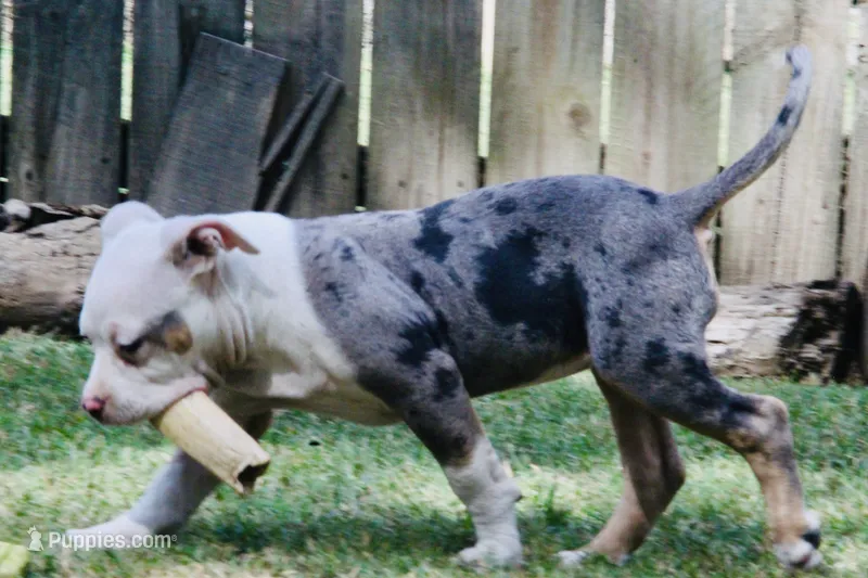ABAB Pacassa – American Bully puppy for sale in Corning, AR
