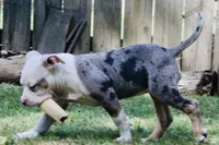 ABAB Pacassa, a female American Bully for sale in Corning, AR – 1 of 10