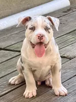 ABAB Kongo, a male American Bully for sale in Corning, AR – 9 of 9