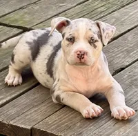 ABAB Kongo, a male American Bully for sale in Corning, AR – 2 of 9