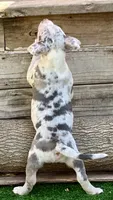 ABAB Kongo, a male American Bully for sale in Corning, AR – 6 of 9