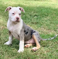 ABAB Pacassa, a female American Bully for sale in Corning, AR – 7 of 10