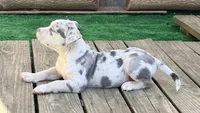 ABAB Kongo, a male American Bully for sale in Corning, AR – 8 of 9