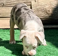 ABAB Pacassa, a female American Bully for sale in Corning, AR – 5 of 9