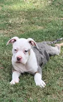 ABAB Pacassa, a female American Bully for sale in Corning, AR – 4 of 10