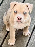 ABAB Sandy, a female American Bully for sale in Corning, AR – 2 of 9