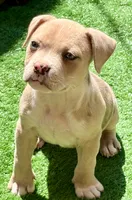 ABAB Sandy, a female American Bully for sale in Corning, AR – 7 of 9