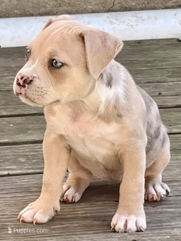 ABAB Sandy – American Bully puppy for sale in Corning, AR