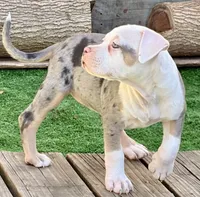 ABAB Pacassa, a female American Bully for sale in Corning, AR – 6 of 9