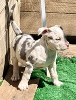 ABAB Kongo, a male American Bully for sale in Corning, AR – 3 of 9