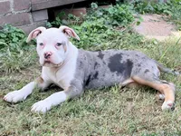 ABAB Pacassa, a female American Bully for sale in Corning, AR – 2 of 10