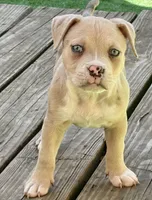ABAB Sandy, a female American Bully for sale in Corning, AR – 3 of 9