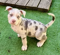 ABAB Kongo, a male American Bully for sale in Corning, AR – 4 of 9