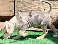 ABAB Pacassa, a female American Bully for sale in Corning, AR – 2 of 9