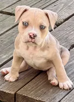 ABAB Sandy, a female American Bully for sale in Corning, AR – 4 of 9