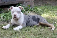 ABAB Pacassa, a female American Bully for sale in Corning, AR – 3 of 10