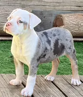 ABAB Pacassa, a female American Bully for sale in Corning, AR – 3 of 9