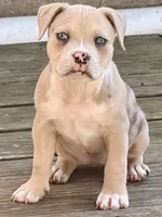 ABAB Sandy, a female American Bully for sale in Corning, AR – 8 of 9