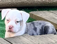 ABAB Pacassa, a female American Bully for sale in Corning, AR – 9 of 9
