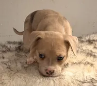 ABAB Sandy, a female American Bully for sale in Corning, AR – 9 of 9