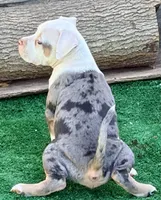 ABAB Pacassa, a female American Bully for sale in Corning, AR – 4 of 9