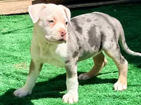ABAB Pacassa, a female American Bully for sale in Corning, AR – 7 of 9