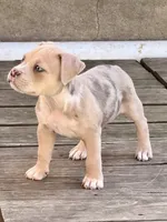 ABAB Sandy, a female American Bully for sale in Corning, AR – 5 of 9