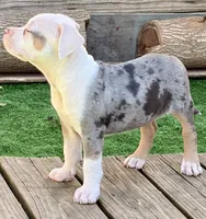 ABAB Pacassa, a female American Bully for sale in Corning, AR – 8 of 9