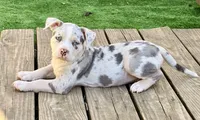 ABAB Kongo, a male American Bully for sale in Corning, AR – 5 of 9