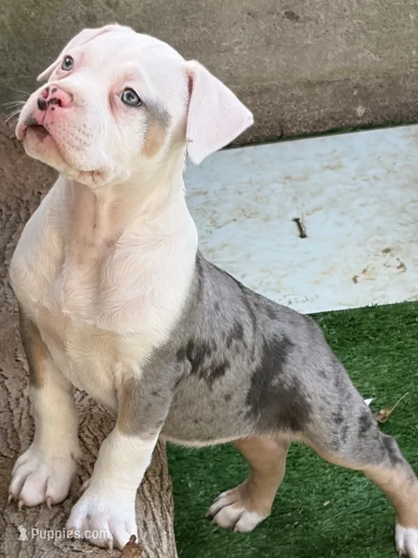 ABAB Pacassa – American Bully puppy for sale in Corning, AR