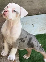 ABAB Pacassa, a female American Bully for sale in Corning, AR – 1 of 9