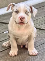 ABAB Kongo, a male American Bully for sale in Corning, AR – 1 of 9