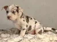 ABAB Kongo, a male American Bully for sale in Corning, AR – 7 of 9