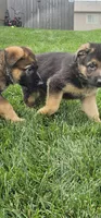 Loki, a male German Shepherd Dog for sale in Omaha, NE – 5 of 7