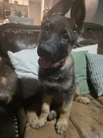 Bubs, a male German Shepherd Dog for sale in Omaha, NE – 3 of 10