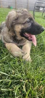 Gidget, a male German Shepherd Dog for sale in Omaha, NE – 6 of 7