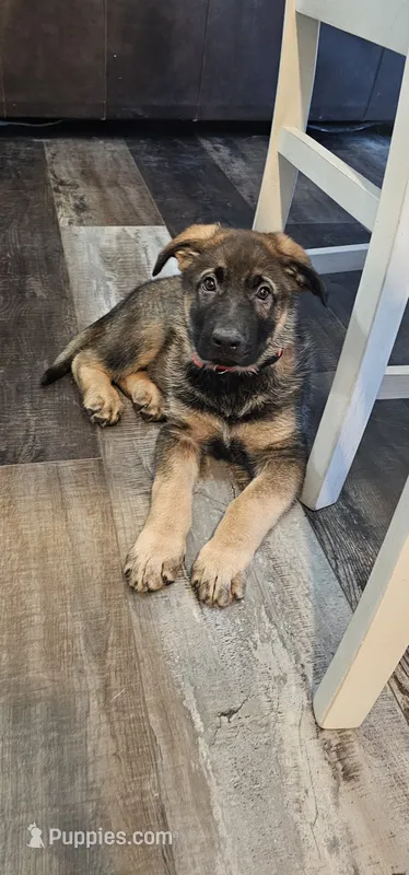 Bubs – German Shepherd Dog puppy for sale in Omaha, NE