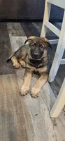 Bubs, a male German Shepherd Dog for sale in Omaha, NE – 2 of 10