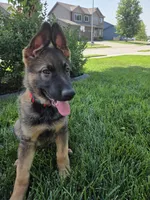 Bubs, a male German Shepherd Dog for sale in Omaha, NE – 1 of 10