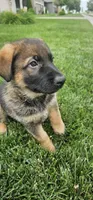 Bubs, a male German Shepherd Dog for sale in Omaha, NE – 8 of 10