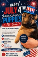 Loki, a male German Shepherd Dog for sale in Omaha, NE – 1 of 7