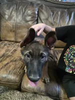 Bubs, a male German Shepherd Dog for sale in Omaha, NE – 7 of 10