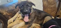 Bubs, a male German Shepherd Dog for sale in Omaha, NE – 5 of 10