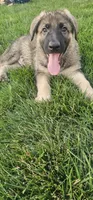 Gidget, a male German Shepherd Dog for sale in Omaha, NE – 3 of 7