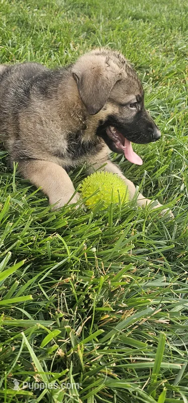 Gidget – German Shepherd Dog puppy for sale in Omaha, NE