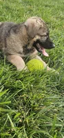 Gidget, a male German Shepherd Dog for sale in Omaha, NE – 2 of 7